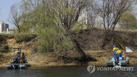 버드나무에 쌓인 철새 배설물 청소