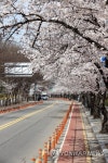 여의서로 벚꽃길 전면통제