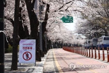 여의서로 벚꽃길 오늘붜 전면 통제