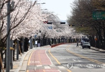 여의서로 벚꽃길 통제