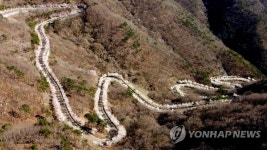 벚꽃 만개한 길