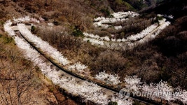 벚꽃 만개한 길