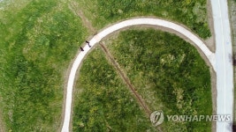 친수공원에 유채꽃 만개