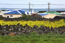 [imazine] 돌담길 따라 ① 바람이 빚은 제주 돌담