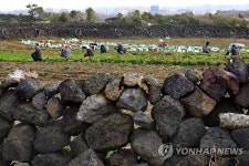 제주 김녕리 당근밭 돌담
