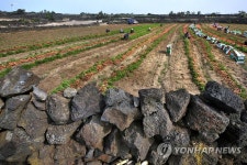 제주 김녕리 당근밭