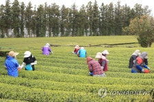 [픽! 제주] 사흘 빨라진 돌송이차밭의 해차 수확