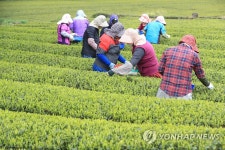 제주 해차 수확 개시