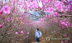 봄의 입구 진달래 활짝