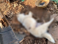 뒷다리 아킬레스건 파열…인천 개 농장서 추가 학대 정황