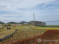 수선화의 섬…신안 선도