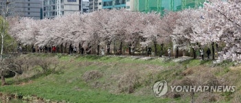 벚꽃길 산책하는 시민들