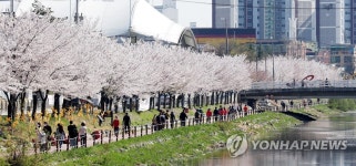 벚꽃 만개한 인천 서부간선수로