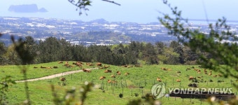 봄 날씨 즐기는 소떼