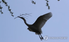 도심 속에서 둥지 만드는 쇠백로