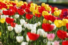 중랑천변에 활짝 핀 튤립