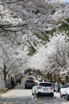 산골짜기에 숨은 벚꽃 명소