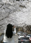 산골짜기에 숨은 벚꽃 명소