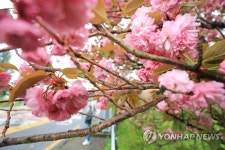겹벚꽃 활짝 핀 제주