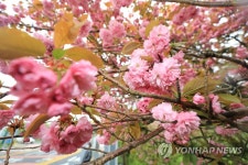 겹벚꽃 활짝 핀 제주