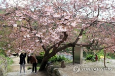 서산 개심사에 겹벚꽃 활짝