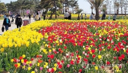 튤립 향 그윽한 안면도 꽃지해안공원