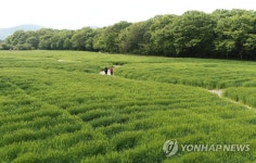 상림공원 청보리밭