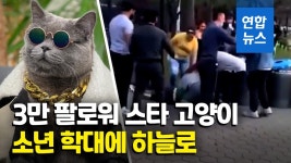 [영상] 몸을 붕 띄웠다가 내동댕이…SNS 스타 고양이의 안타까운 죽음