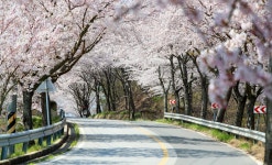 태안, 봄꽃 천국으로 꾸민다…도로변·저수지에 벚나무 등 식재