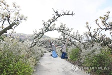 봄꽃 흐드러진 보령 무궁화수목원