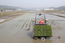 강원 양구군 첫 모내기 진행