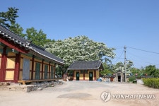 천연기념물 포항 이팝나무 활짝
