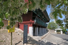활짝 핀 포항 흥해향교 이팝나무