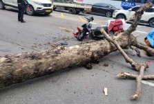 가로수가 갑자기 도로로 꽈당…오토바이 운전자 부상