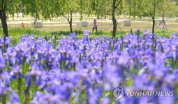 창포꽃길 나들이