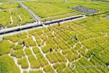오월의 청보리밭