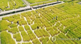 오월의 청보리밭