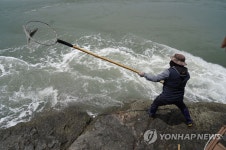 울돌목 뜰채 숭어잡이