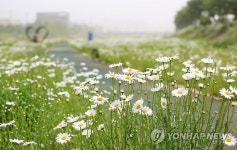 서산 용장천에 샤스타데이지 활짝