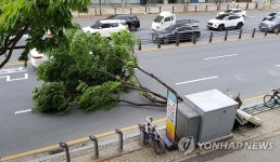 강풍에 쓰러진 가로수 도로 위 풀썩…인명피해 없어