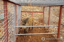 울산 양돈농장 23곳 방사사육 금지 명령…아프리카돼지열병 예방