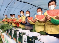 달콤하고 시원한 수박 드세요…고창 수박 올해 첫 출하