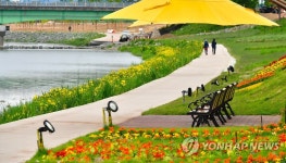 장성 황룡강변에 핀 노란꽃 물결