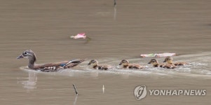 엄마따라 졸졸졸