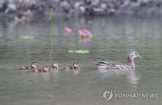엄마따라 졸졸졸