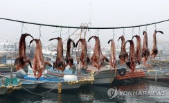보령 외연도서 아귀 말리기 한창