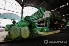 봄배추 나오며 도매가 다시 안정세
