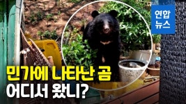 [영상] 곰이 내려왔다…울산 농장에 반달곰 어슬렁