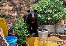 울산 울주군 한 농장에 나타난 곰