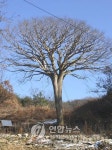 소나무 고장 충북 보은…수백년 명품 고목 연이은 수난